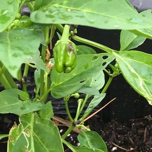 Meet your Posher, Joe